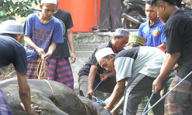 Proses Penyembelihan Sapi untuk Haul Langitan